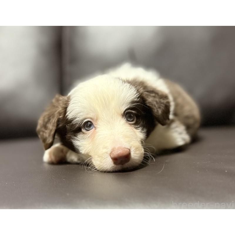 販売中の奈良県のボーダーコリー-439018の4枚目