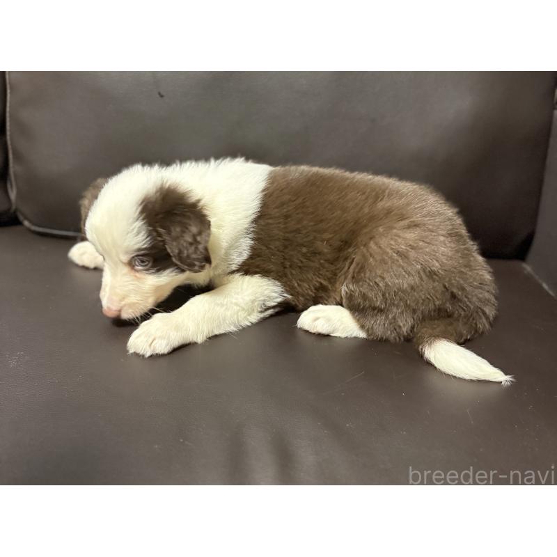 販売中の奈良県のボーダーコリー-439018の3枚目