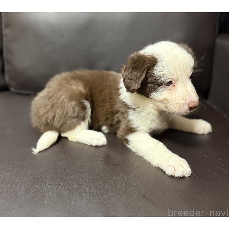 販売中の奈良県のボーダーコリー-439018の2枚目