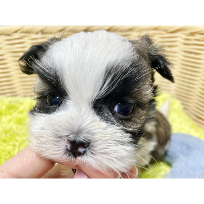 販売中の秋田県のマルシーズー:マルチーズ×シーズー-439059の10枚目