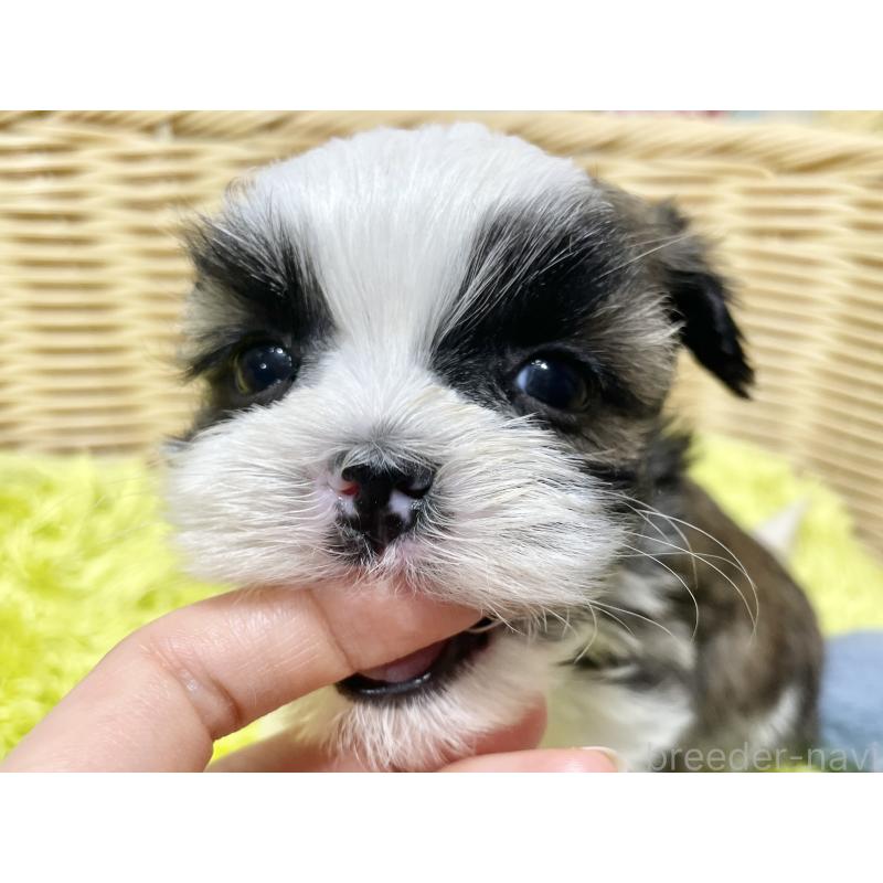 販売中の秋田県のマルシーズー:マルチーズ×シーズー-439059の1枚目