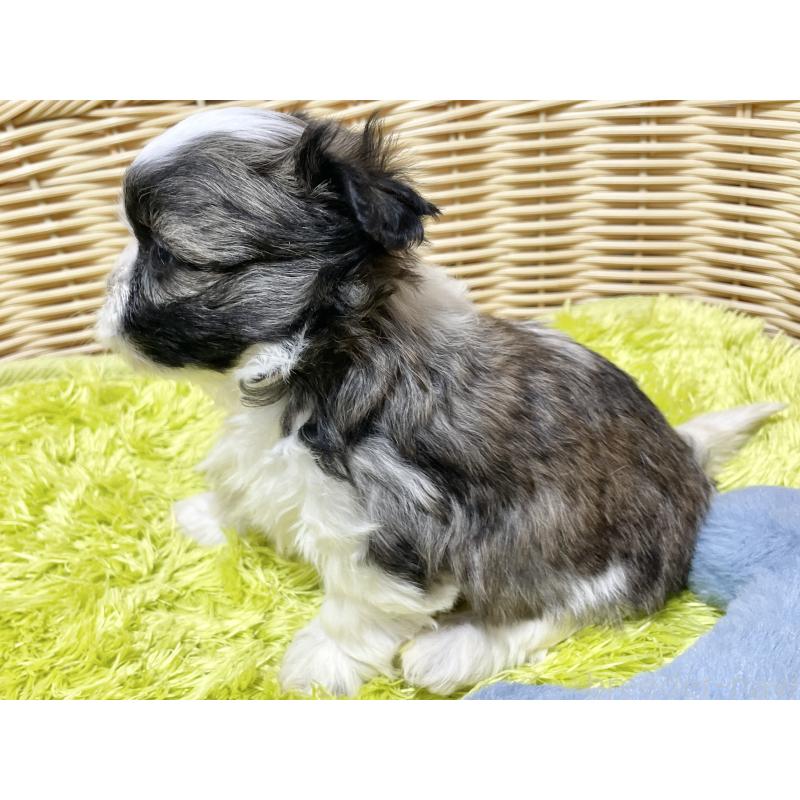 販売中の秋田県のマルシーズー:マルチーズ×シーズー-439059の8枚目