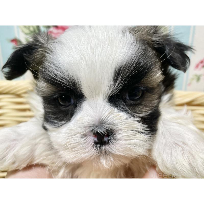 販売中の秋田県のマルシーズー:マルチーズ×シーズー-439059の4枚目