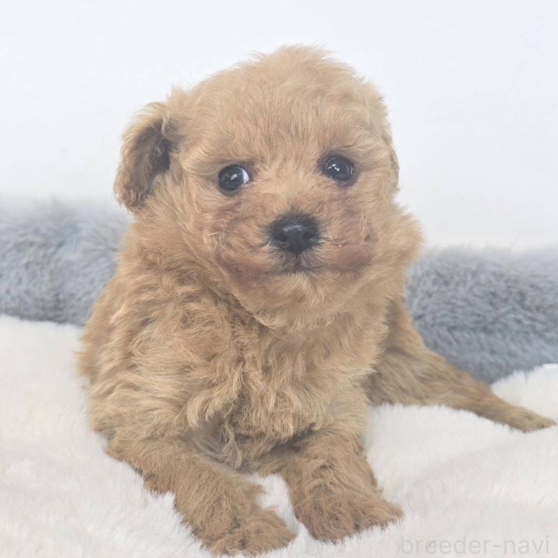 販売中の茨城県のマルプー:マルチーズ×トイプードル-439016の4枚目