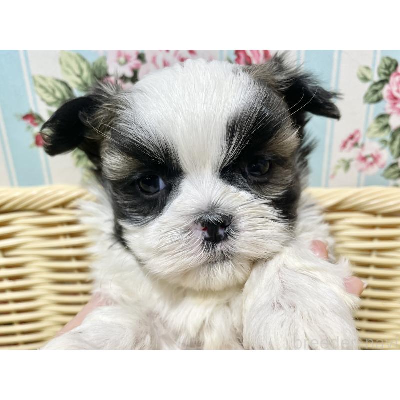 販売中の秋田県のマルシーズー:マルチーズ×シーズー-439059の3枚目