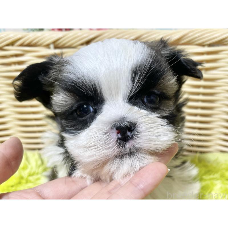 販売中の秋田県のマルシーズー:マルチーズ×シーズー-439059の2枚目