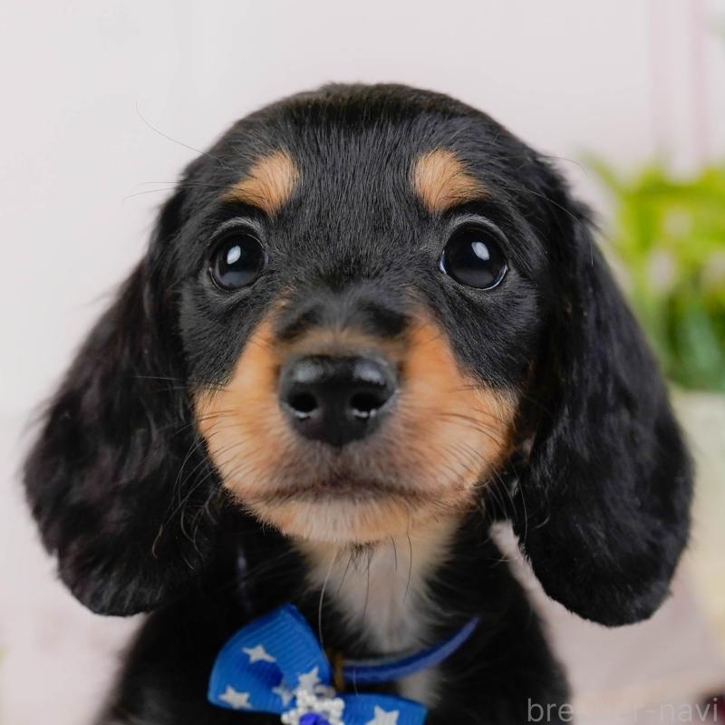 販売中の神奈川県のミニチュアダックスフンド(ロングヘアード)-439017