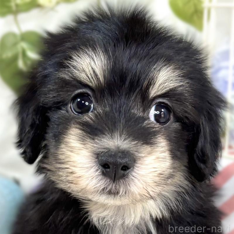 成約済ののマルックス:マルチーズ×ミニチュアダックスフンド-438149