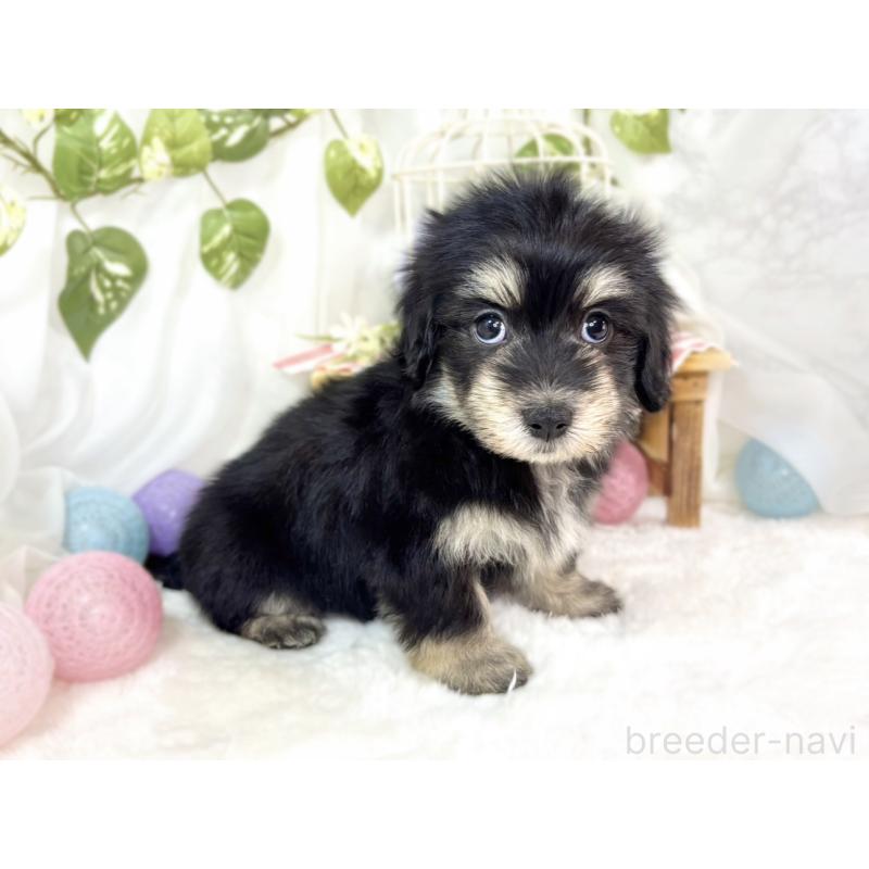 成約済の滋賀県のマルックス:マルチーズ×ミニチュアダックスフンド-438149の3枚目