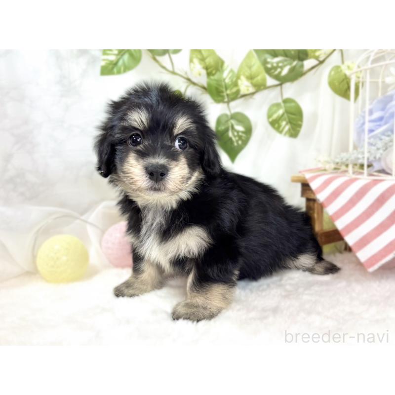 成約済の滋賀県のマルックス:マルチーズ×ミニチュアダックスフンド-438149の2枚目