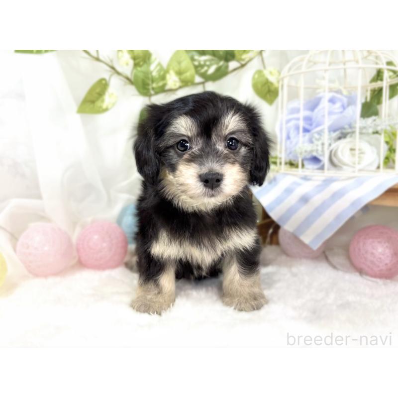 成約済の滋賀県のマルックス:マルチーズ×ミニチュアダックスフンド-438150の4枚目