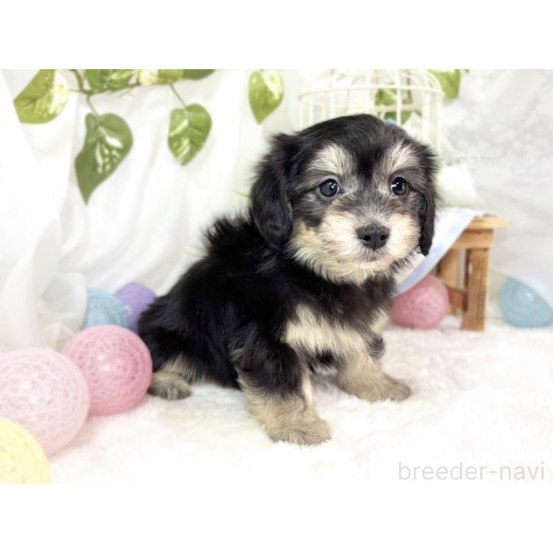 成約済の滋賀県のマルックス:マルチーズ×ミニチュアダックスフンド-438150の3枚目