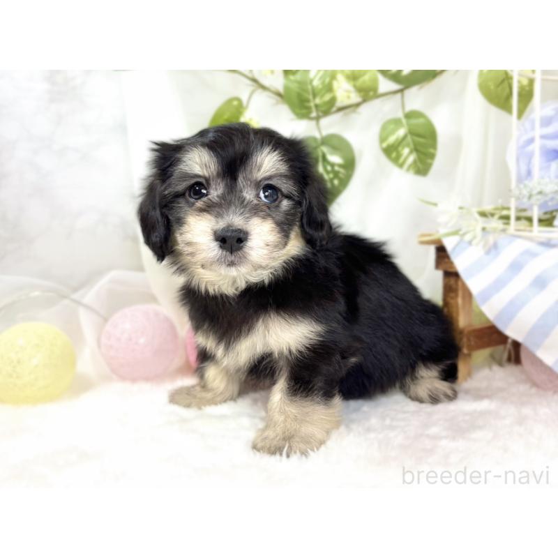 成約済の滋賀県のマルックス:マルチーズ×ミニチュアダックスフンド-438150の2枚目