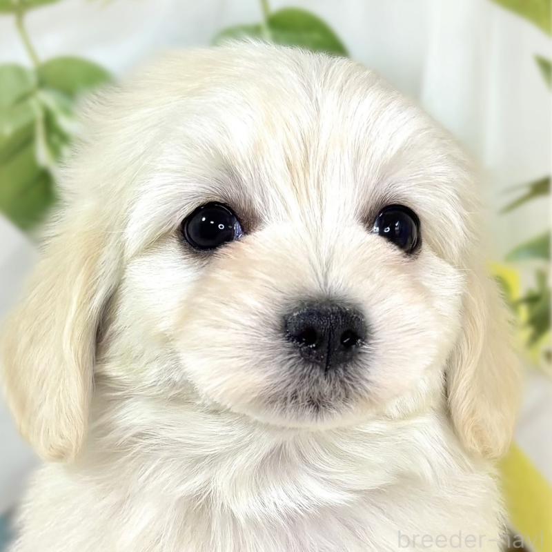 販売中の滋賀県のマルックス:マルチーズ×ミニチュアダックスフンド-438151