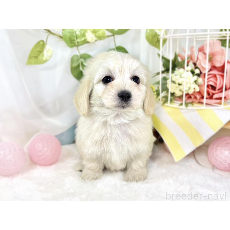 成約済の滋賀県のマルックス:マルチーズ×ミニチュアダックスフンド-438151の4枚目