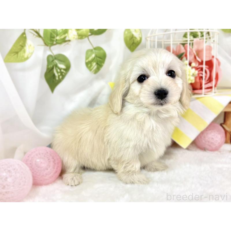 成約済の滋賀県のマルックス:マルチーズ×ミニチュアダックスフンド-438151の3枚目