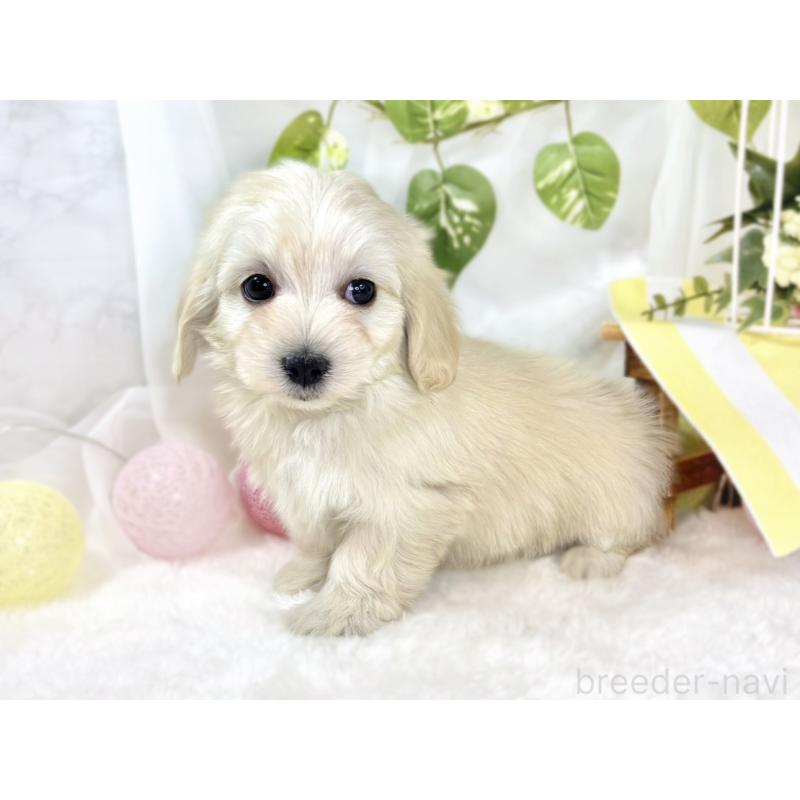 成約済の滋賀県のマルックス:マルチーズ×ミニチュアダックスフンド-438151の2枚目