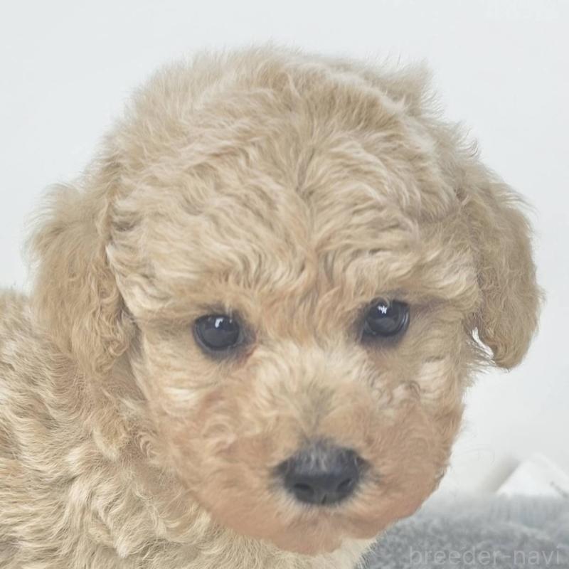 販売中の茨城県のマルプー:マルチーズ×トイプードル-439019