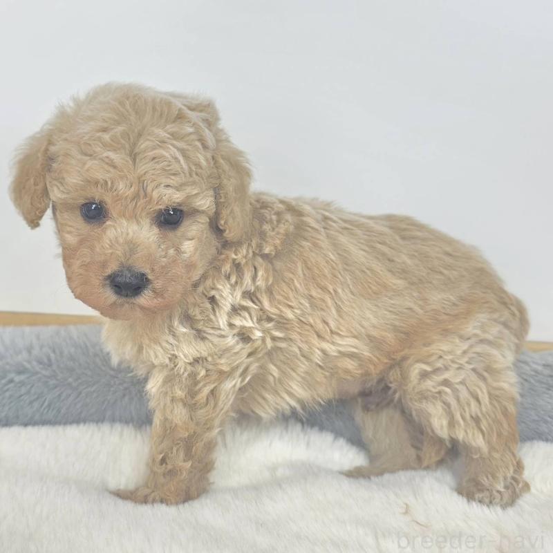 販売中の茨城県のマルプー:マルチーズ×トイプードル-439019の6枚目