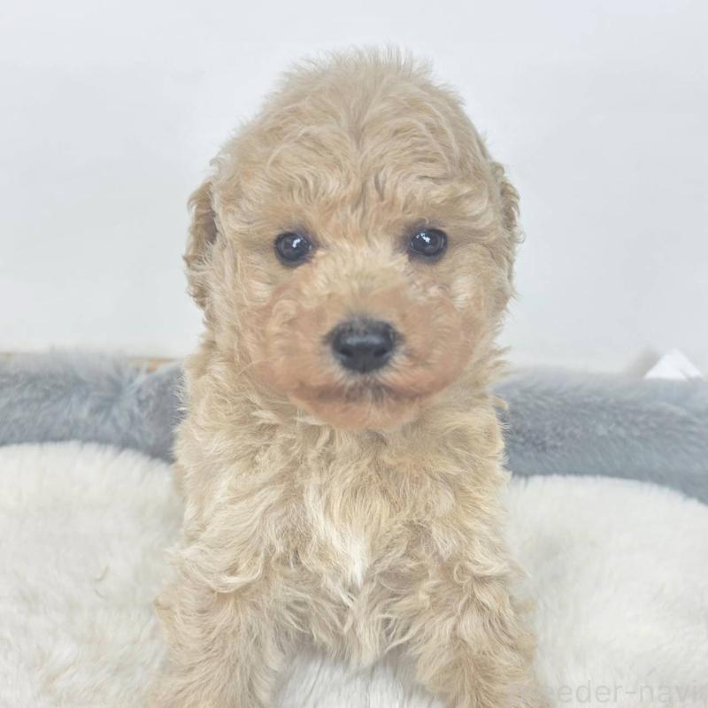 販売中の茨城県のマルプー:マルチーズ×トイプードル-439019の4枚目