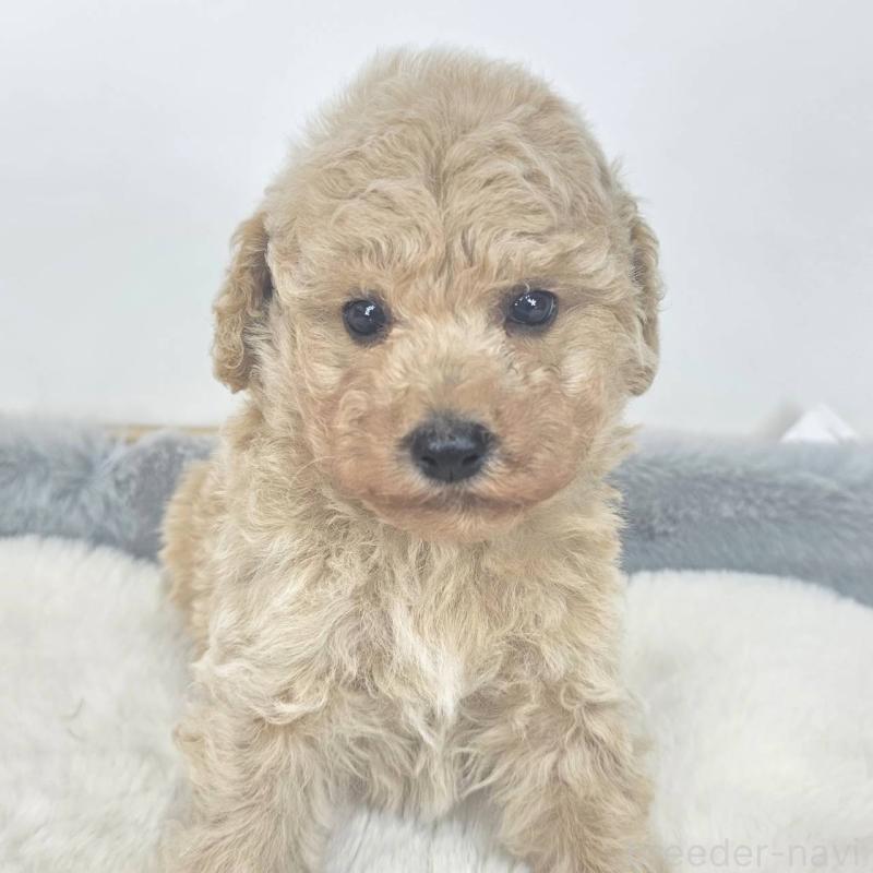 販売中の茨城県のマルプー:マルチーズ×トイプードル-439019の5枚目