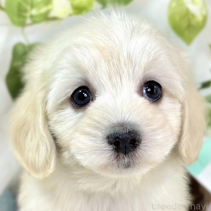 販売中の滋賀県のマルックス:マルチーズ×ミニチュアダックスフンド-438152