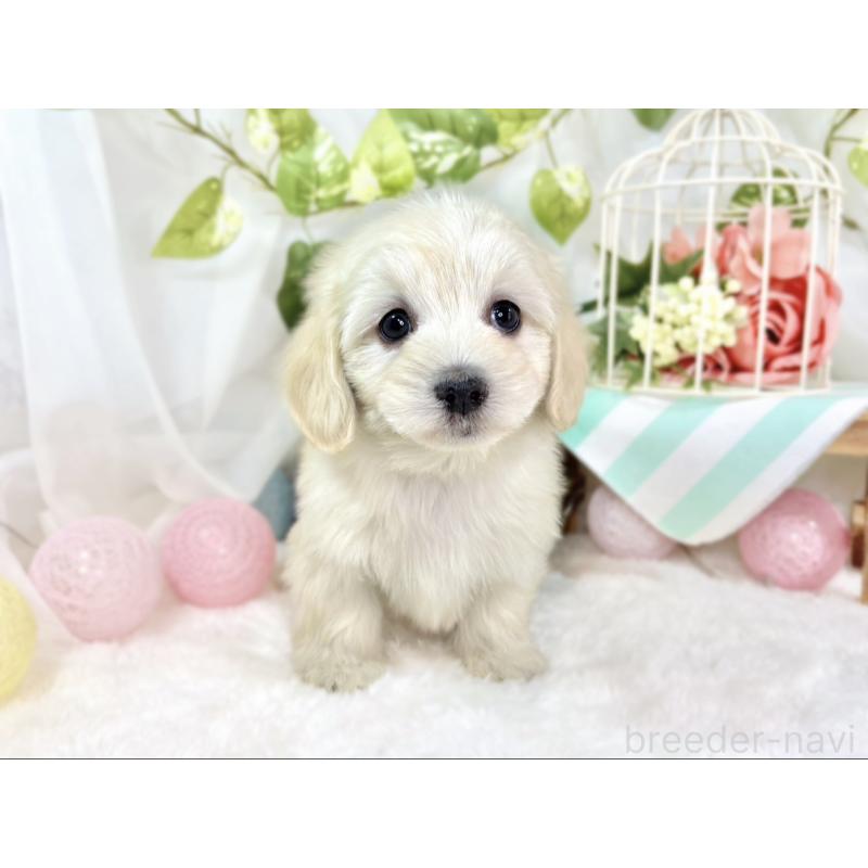 成約済の滋賀県のマルックス:マルチーズ×ミニチュアダックスフンド-438152の4枚目