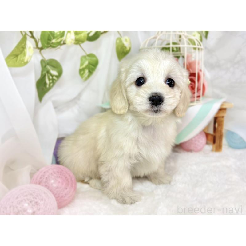 成約済の滋賀県のマルックス:マルチーズ×ミニチュアダックスフンド-438152の3枚目