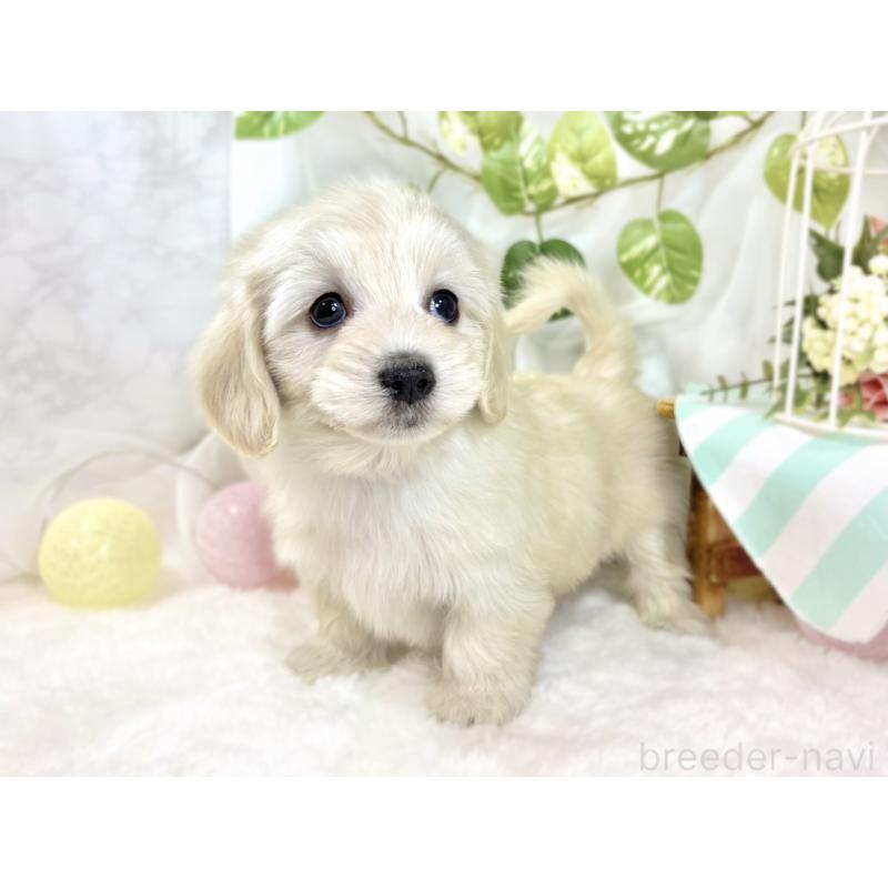 成約済の滋賀県のマルックス:マルチーズ×ミニチュアダックスフンド-438152の2枚目