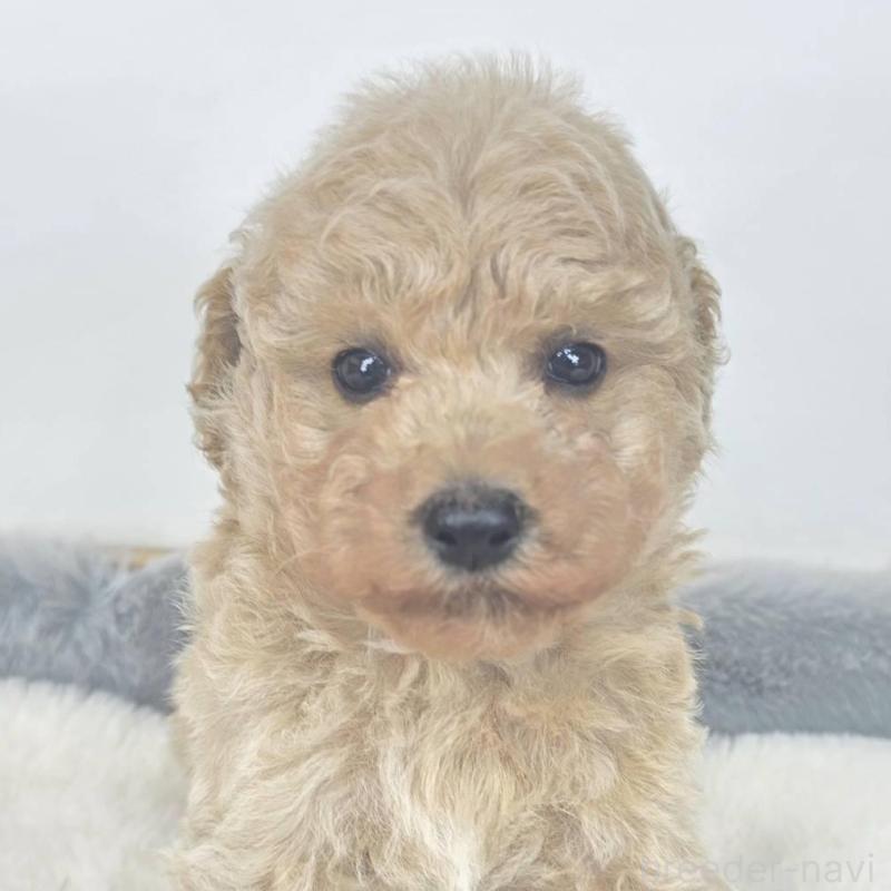 販売中の茨城県のマルプー:マルチーズ×トイプードル-439019の3枚目