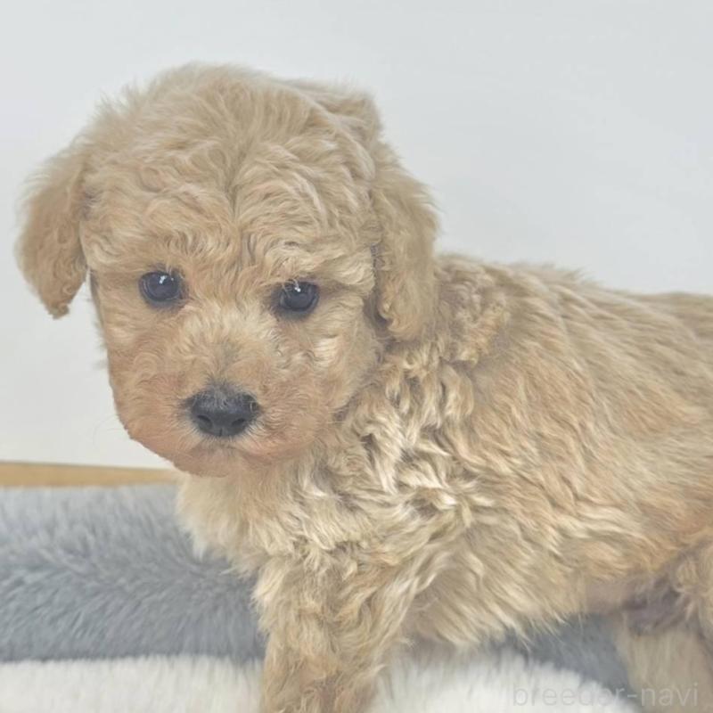 販売中の茨城県のマルプー:マルチーズ×トイプードル-439019の2枚目