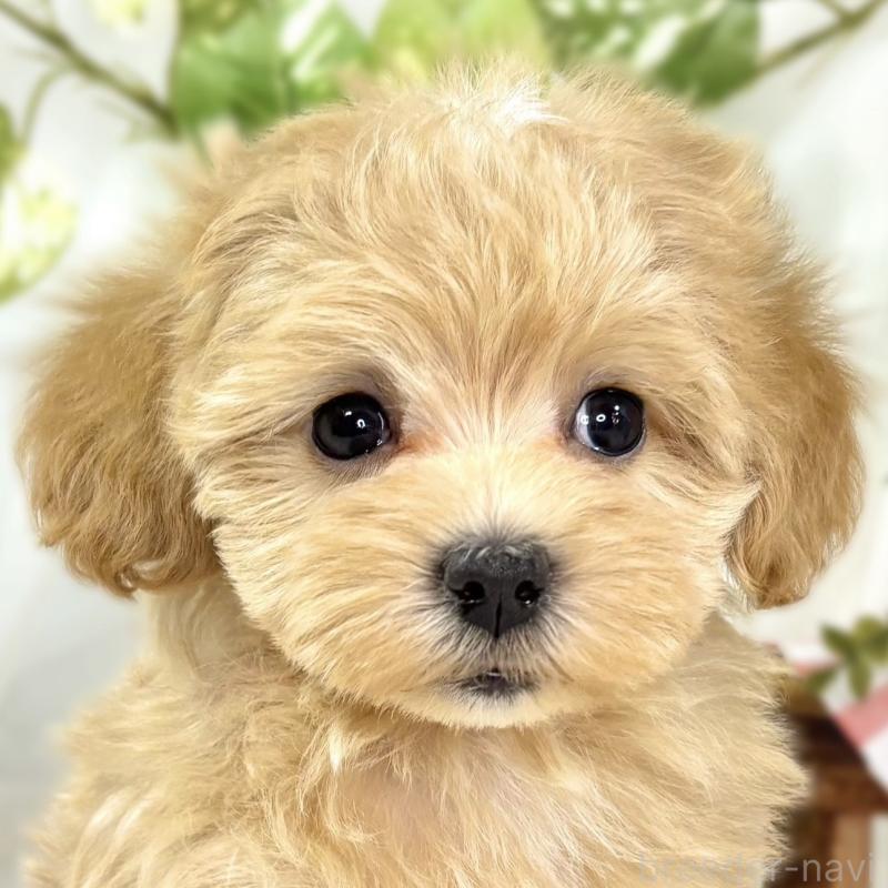 販売中の滋賀県のマルプー:マルチーズ×トイプードル-438153