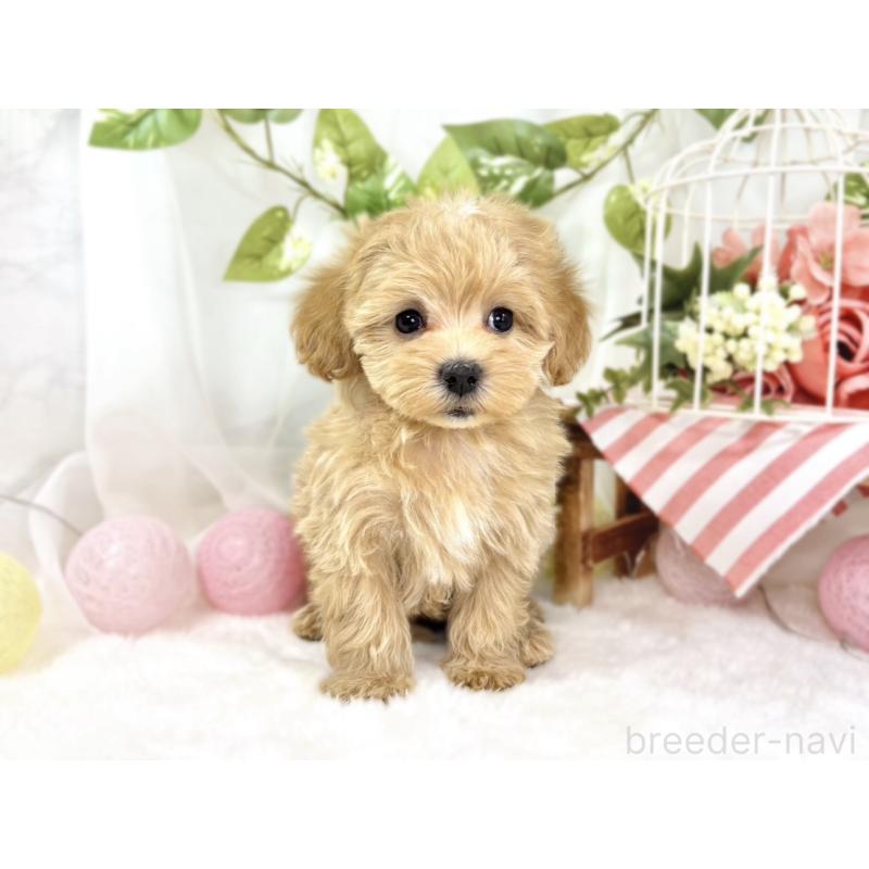 成約済の滋賀県のマルプー:マルチーズ×トイプードル-438153の4枚目