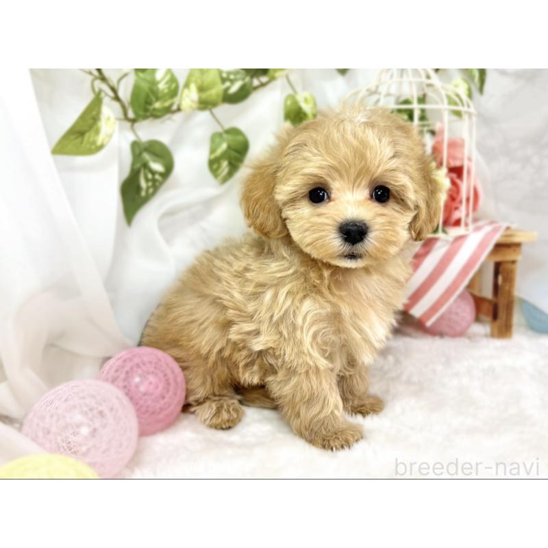 成約済の滋賀県のマルプー:マルチーズ×トイプードル-438153の3枚目