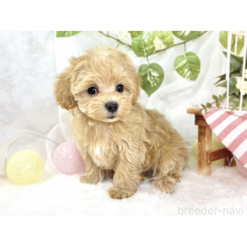 成約済の滋賀県のマルプー:マルチーズ×トイプードル-438153の2枚目