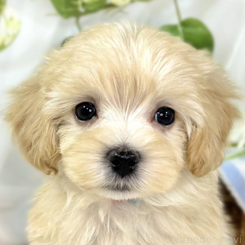 販売中の滋賀県のマルプー:マルチーズ×トイプードル-438154