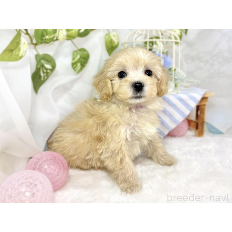 成約済の滋賀県のマルプー:マルチーズ×トイプードル-438154の2枚目