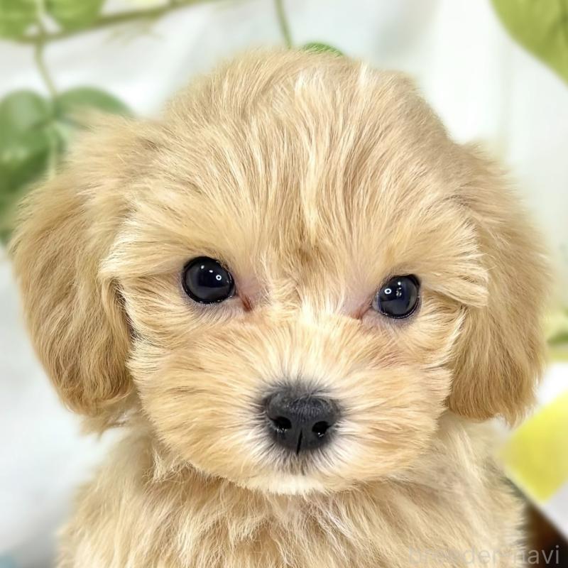 販売中の滋賀県のマルプー:マルチーズ×トイプードル-438155