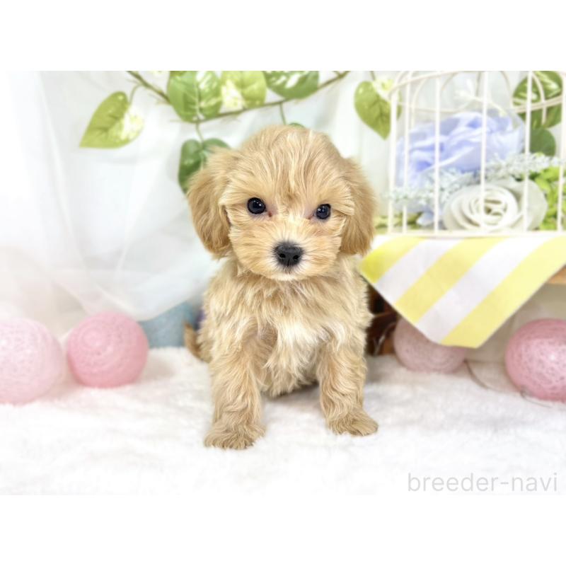 成約済の滋賀県のマルプー:マルチーズ×トイプードル-438155の4枚目