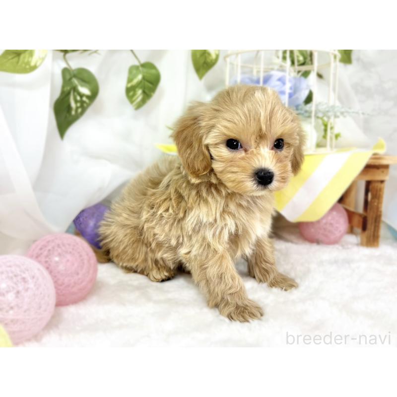 成約済の滋賀県のマルプー:マルチーズ×トイプードル-438155の3枚目