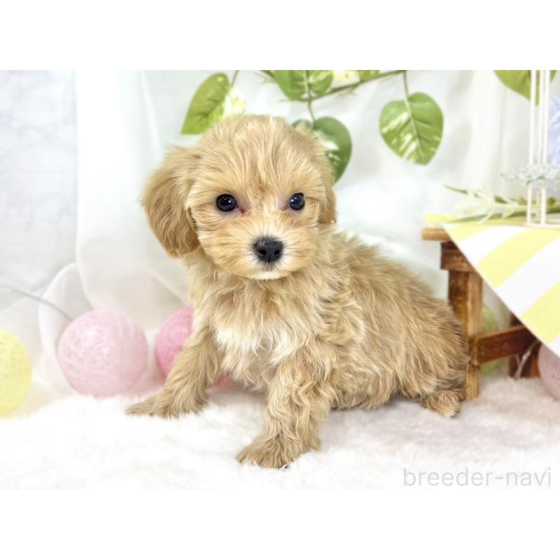 成約済の滋賀県のマルプー:マルチーズ×トイプードル-438155の2枚目