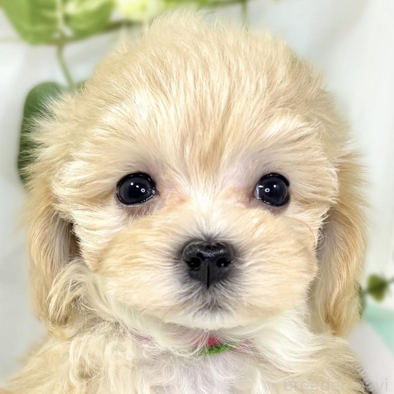 成約済の滋賀県のマルプー:マルチーズ×トイプードル-438156の1枚目