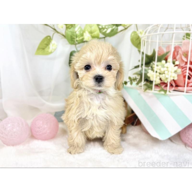 成約済の滋賀県のマルプー:マルチーズ×トイプードル-438156の4枚目