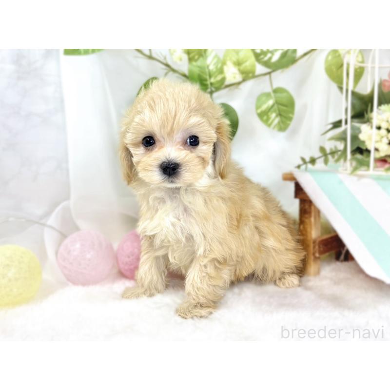 成約済の滋賀県のマルプー:マルチーズ×トイプードル-438156の2枚目