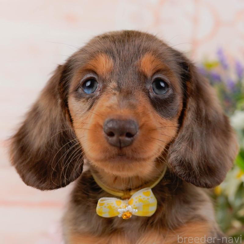 販売中の神奈川県のミニチュアダックスフンド(ロングヘアード)-439021