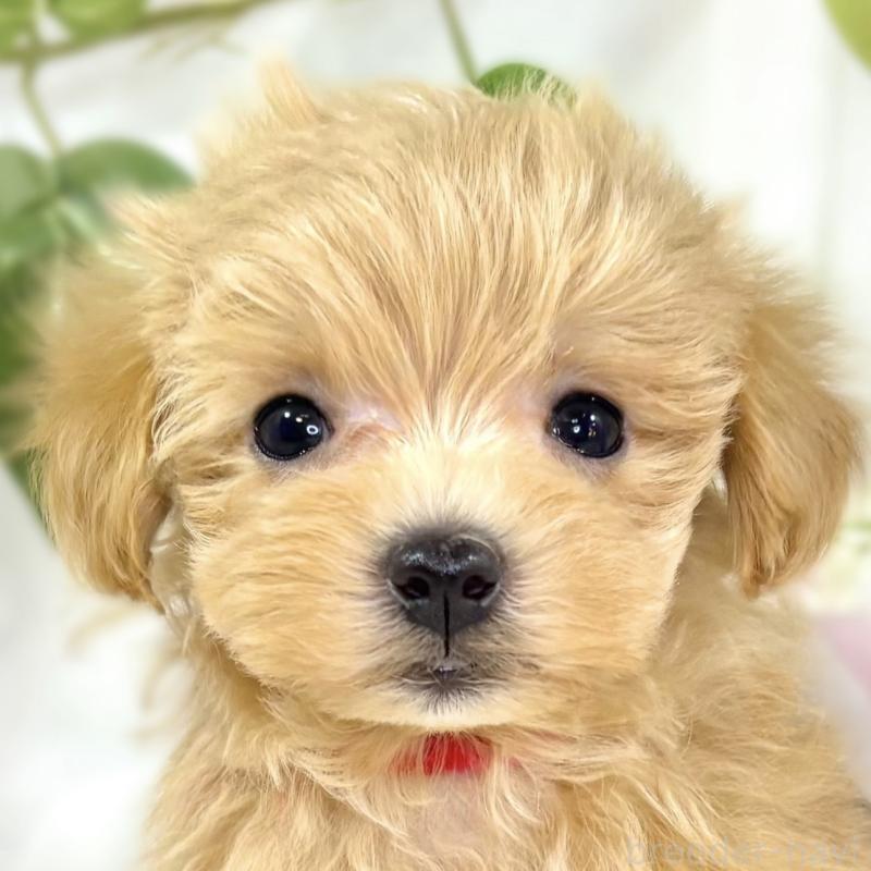 販売中の滋賀県のマルプー:マルチーズ×トイプードル-438157