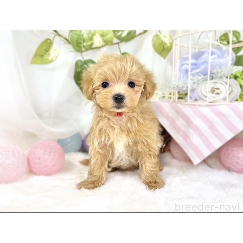 成約済の滋賀県のマルプー:マルチーズ×トイプードル-438157の4枚目