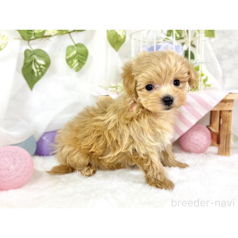 成約済の滋賀県のマルプー:マルチーズ×トイプードル-438157の3枚目