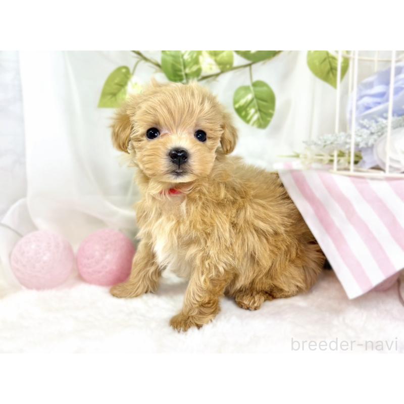 成約済の滋賀県のマルプー:マルチーズ×トイプードル-438157の2枚目