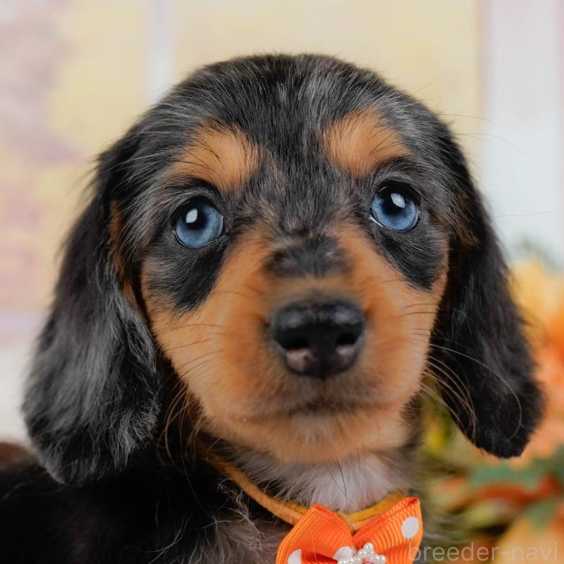 販売中の神奈川県のミニチュアダックスフンド(ロングヘアード)-439022